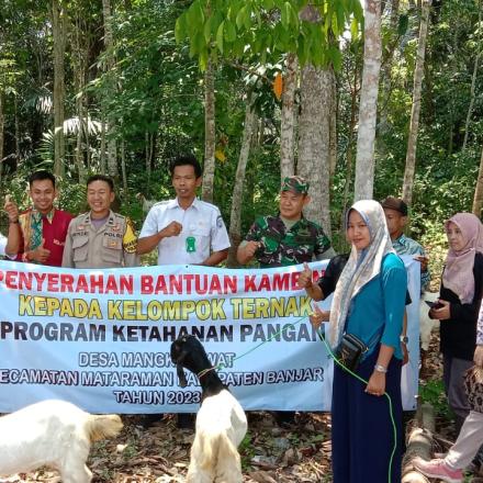 Penyerahan Bantuan Kambing Kepada Kelompok Ternak Program Ketahanan Pangan Desa Mangkalawat